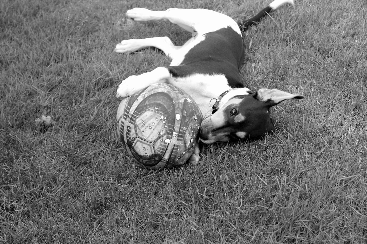 Dansk svensk gaardhund Otto billede 10