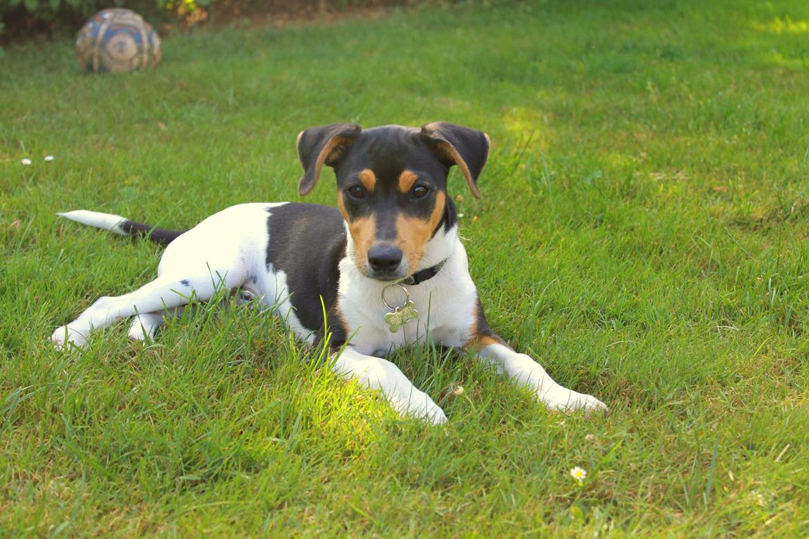 Dansk svensk gaardhund Otto billede 11