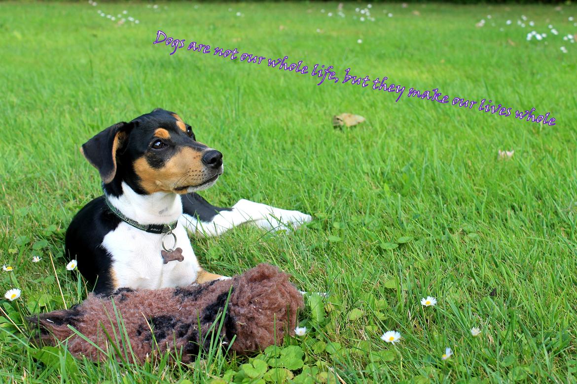 Dansk svensk gaardhund Otto billede 12