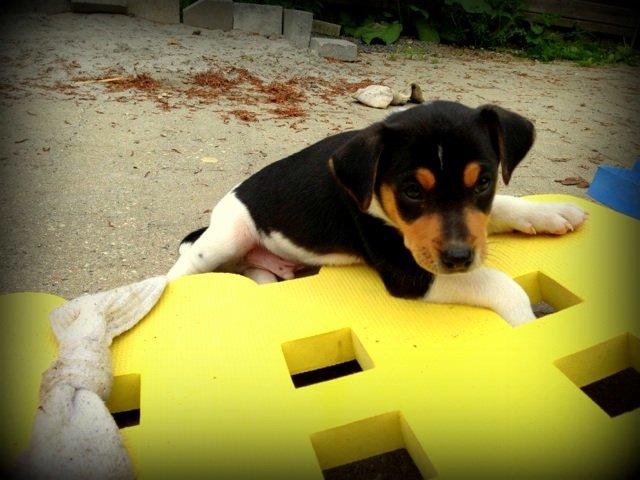 Dansk svensk gaardhund Otto billede 13