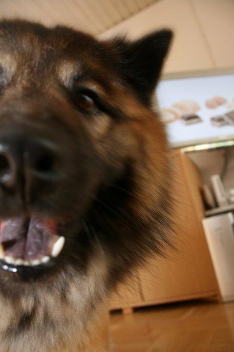 Eurasier Super Nova billede 3