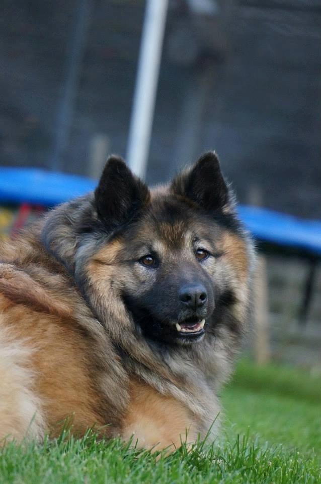 Eurasier Super Nova billede 2