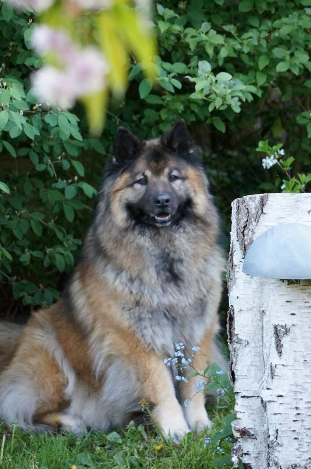 Eurasier Super Nova billede 1