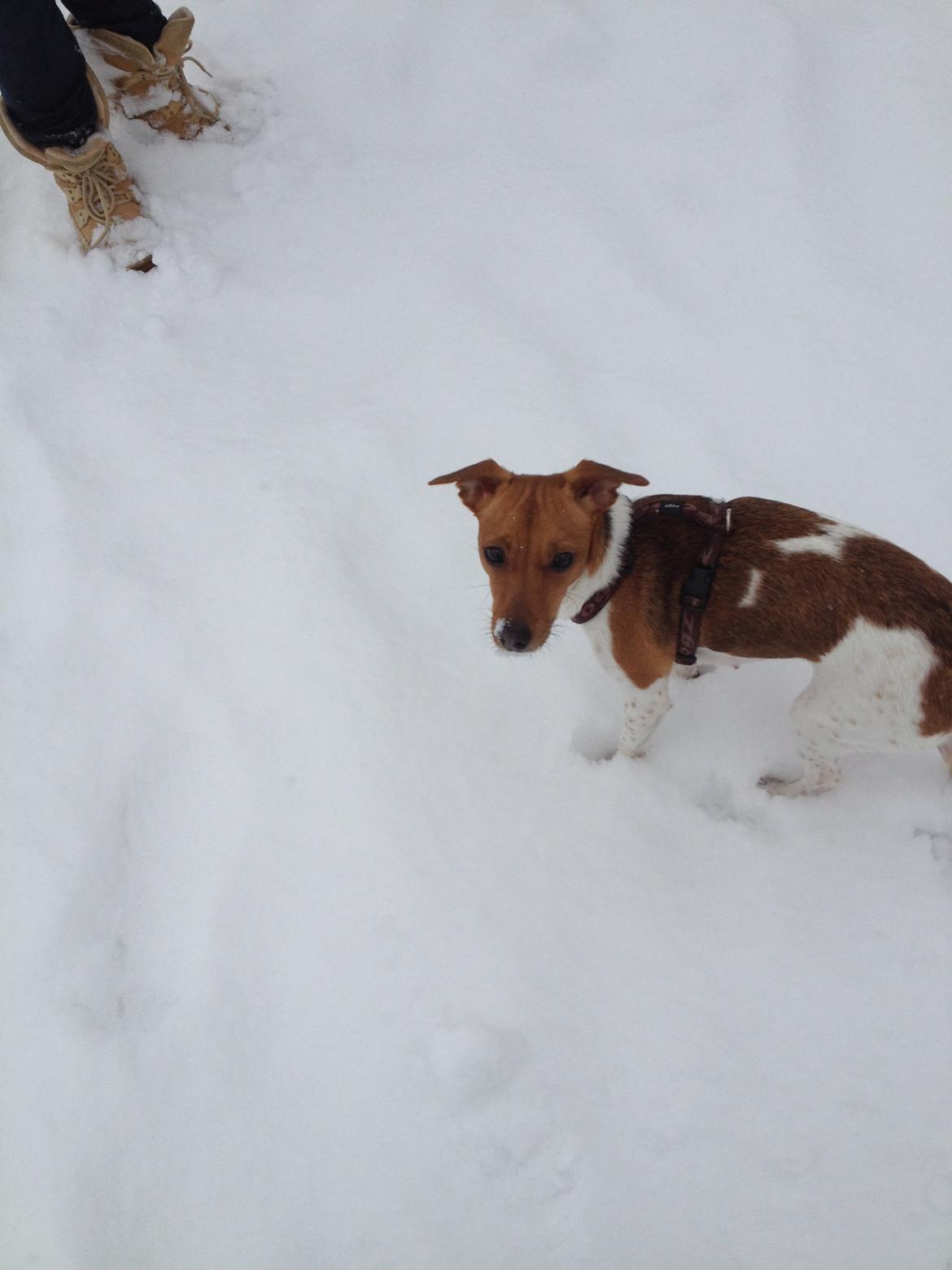 Dansk svensk gaardhund fie billede 13