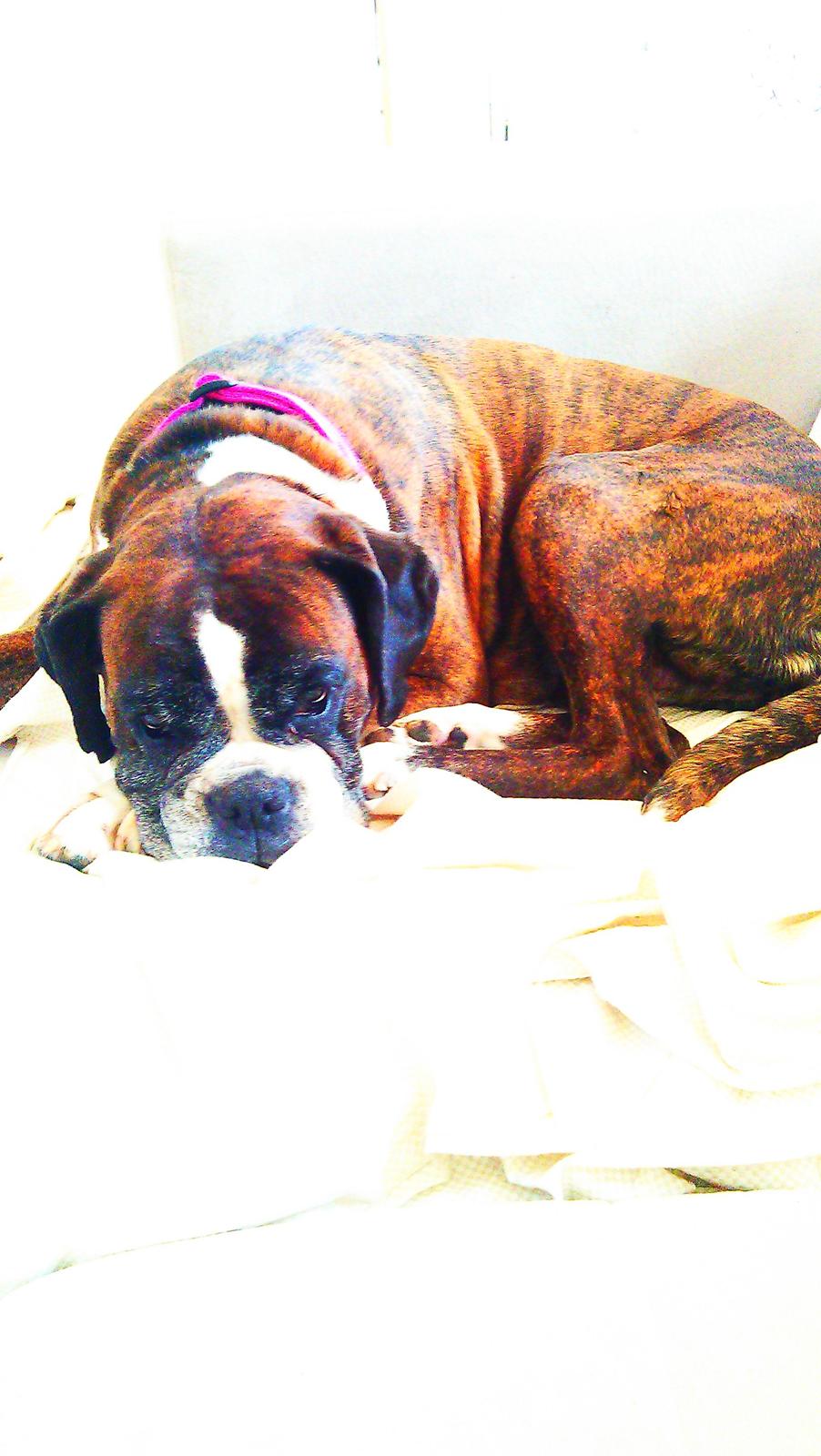 Boxer Skovhøjs Dino - sovetryne <3 billede 1