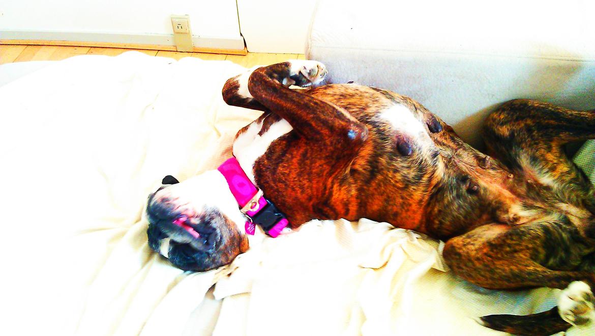 Boxer Skovhøjs Dino - vi federe den lige hehe  billede 2