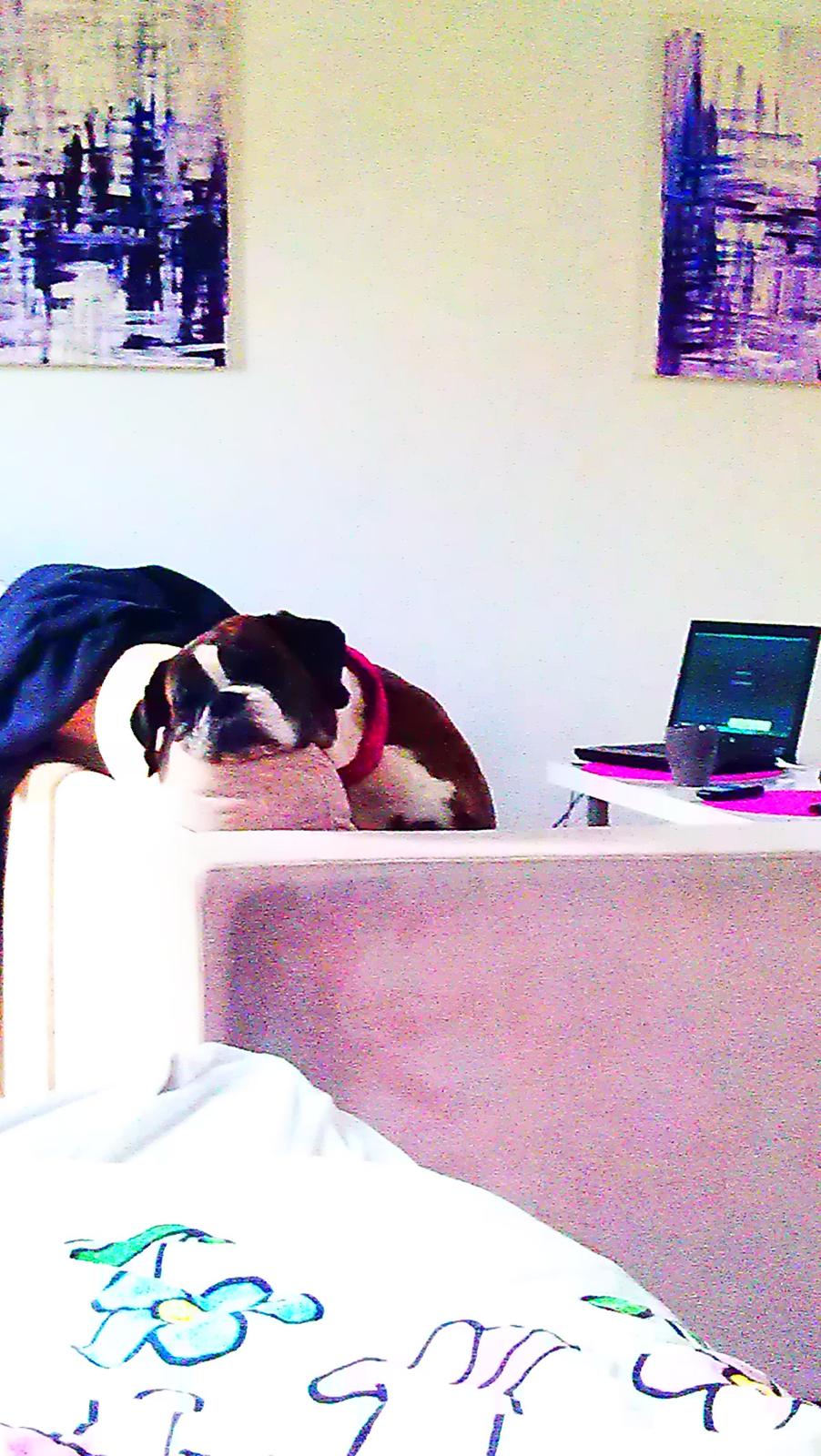 Boxer Skovhøjs Dino billede 3