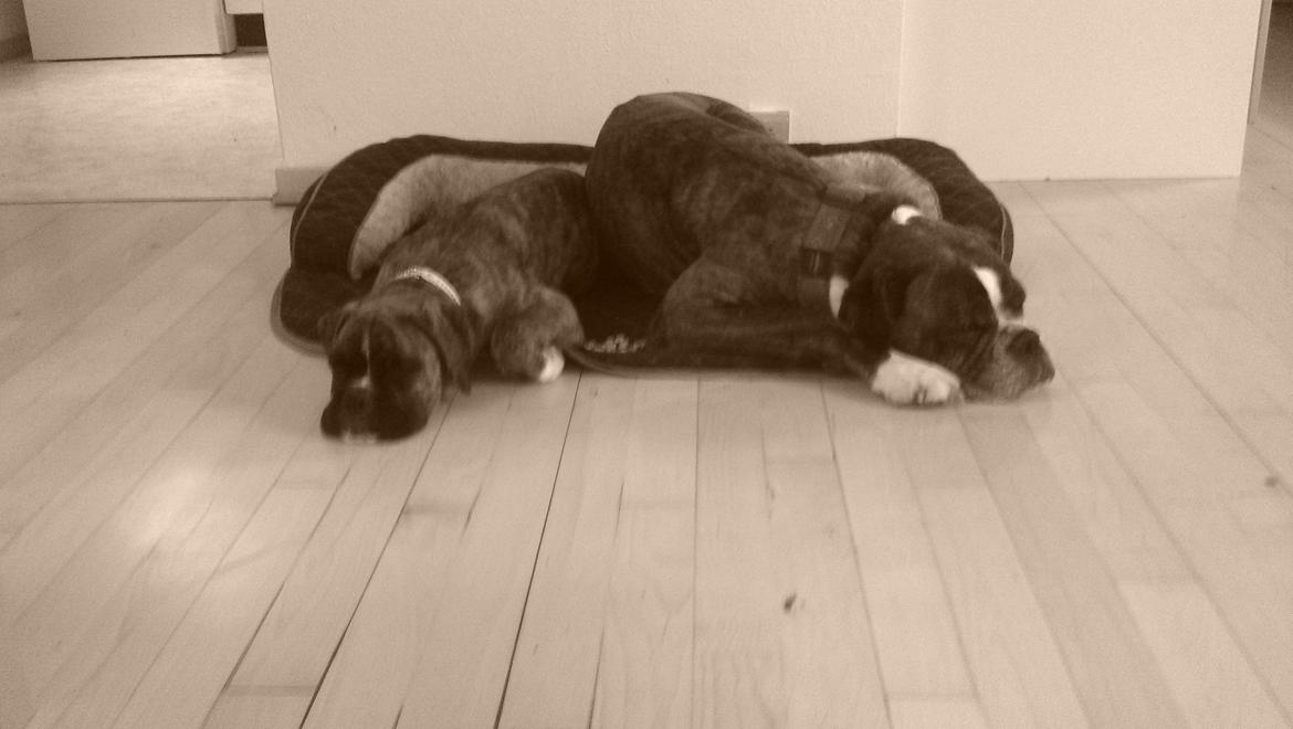 Boxer Skovhøjs Dino - Baby&Dino.
 billede 4