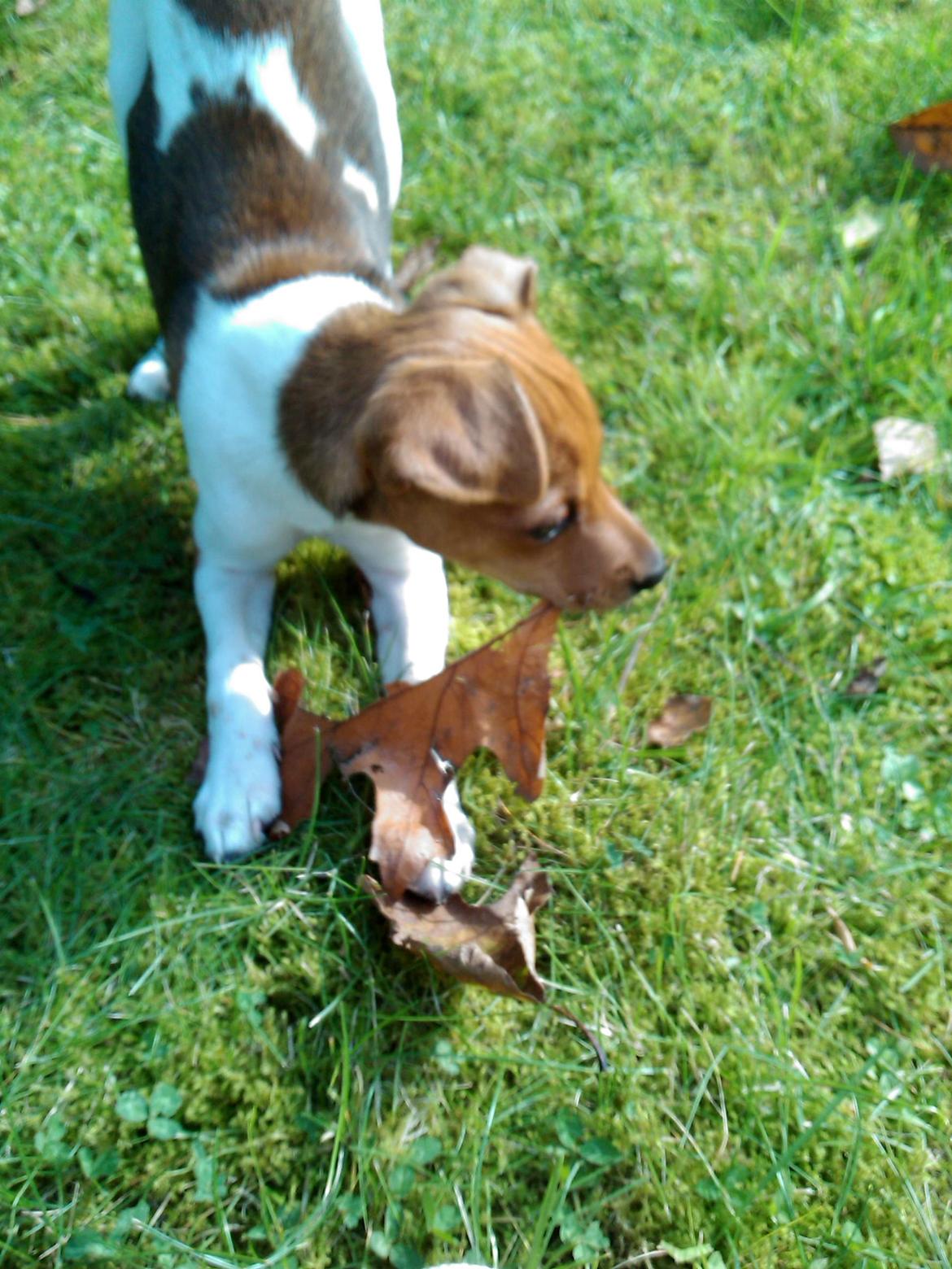 Dansk svensk gaardhund fie billede 8