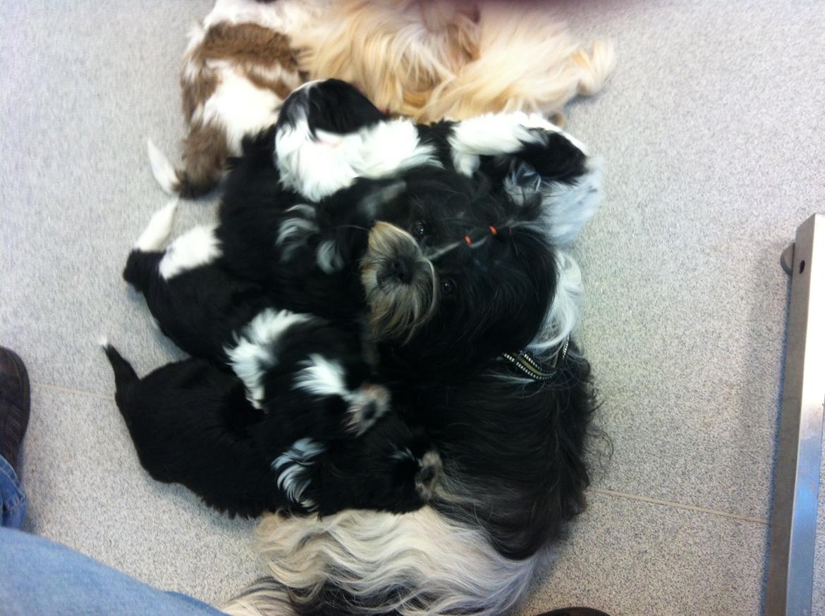 Shih tzu Flindt´s Born To Beauty (Bumle) - Bumle med sit første kuld babyer <3 Her er de hos dyrlægen for at få chip og vaccination :) billede 28