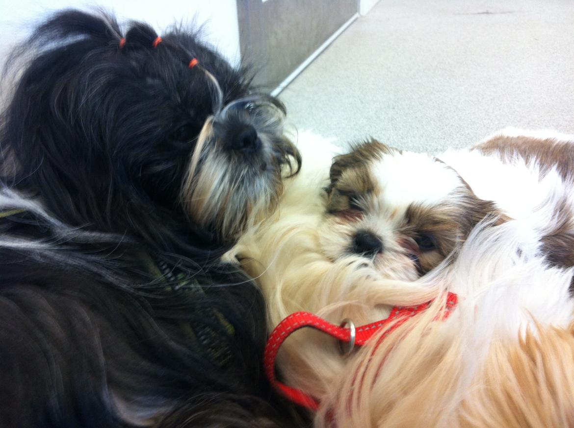 Shih tzu Flindt´s Born To Beauty (Bumle) - Bumle med sine babyer til dyrlæge for chip og vacination :) billede 29