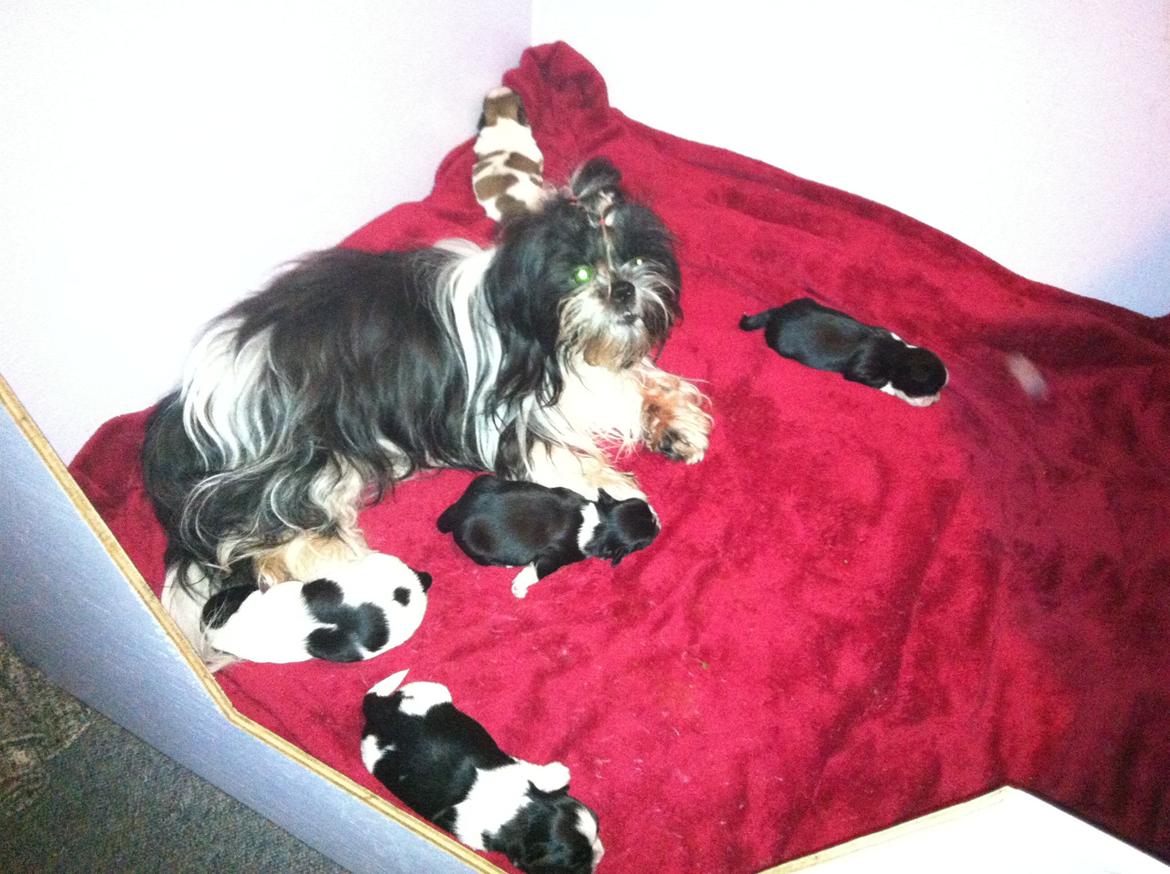 Shih tzu Flindt´s Born To Beauty (Bumle) - En stolt mor med sit første kuld <3 billede 30