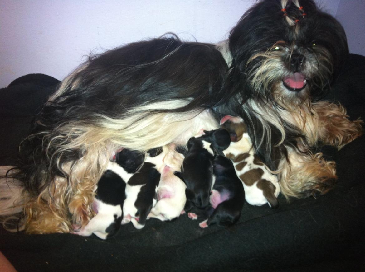 Shih tzu Flindt´s Born To Beauty (Bumle) - En stolt mor med sit første kuld <3 billede 31