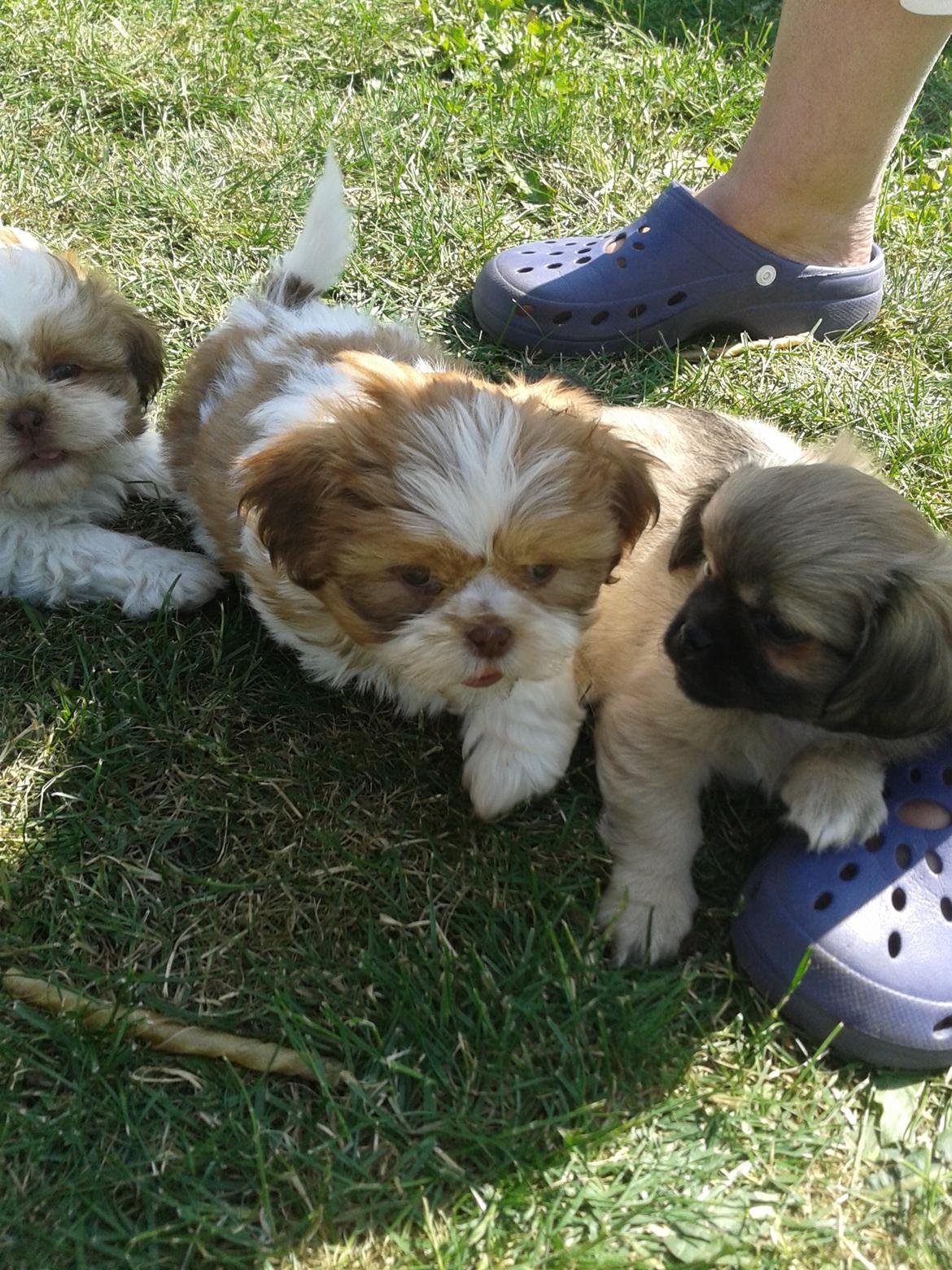 Shih tzu Bella - Hos kennelen, tredje besøg:) 9 uger.  billede 1