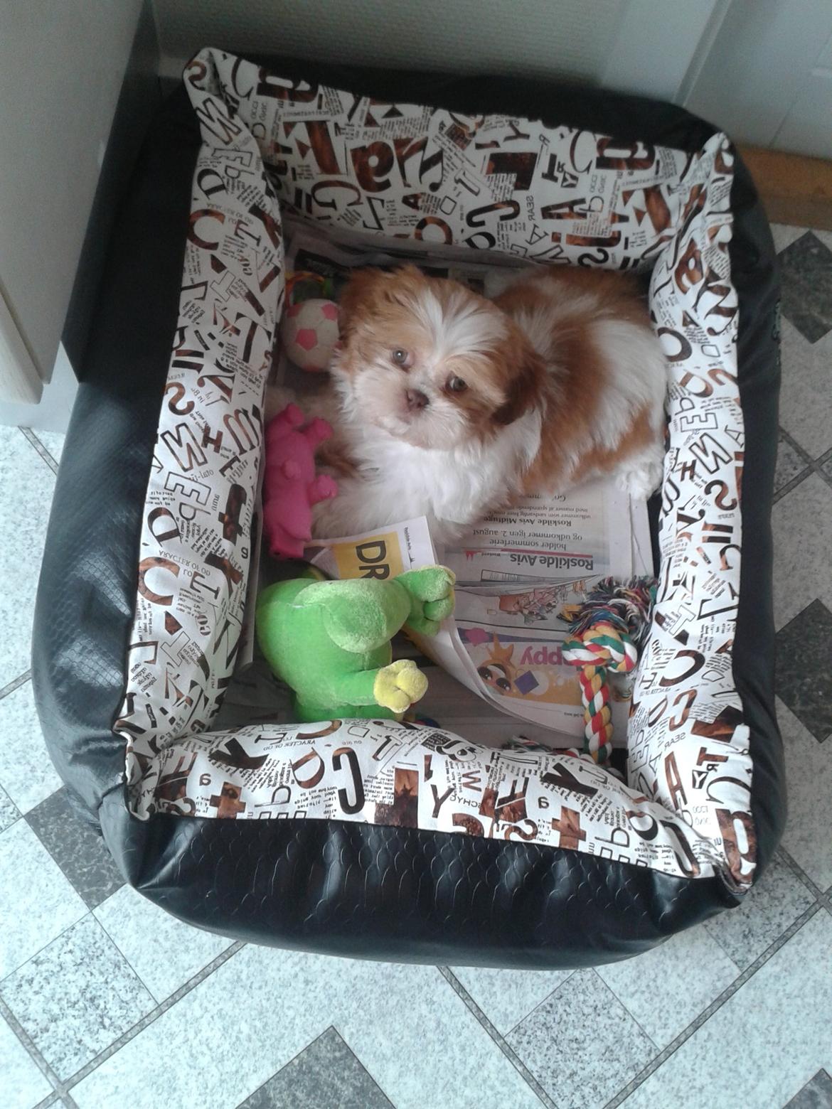 Shih tzu Bella - Første dag hjemme billede 2