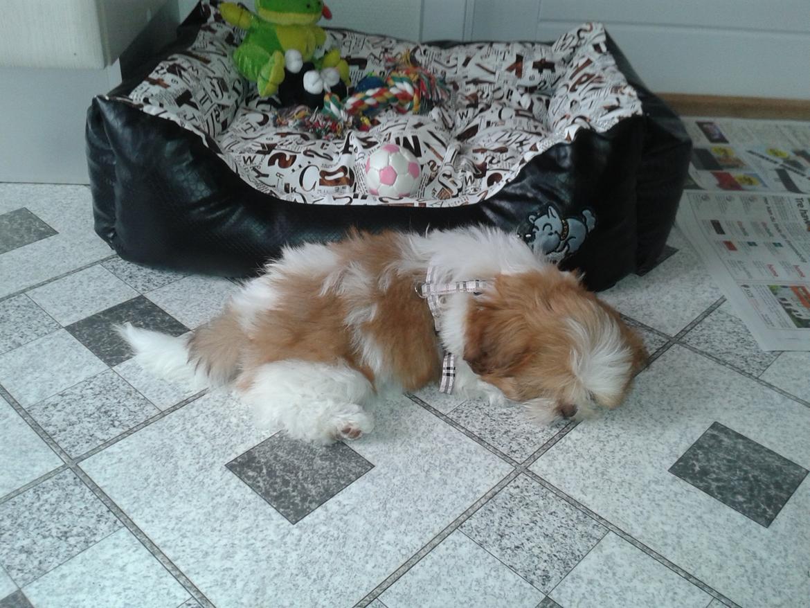 Shih tzu Bella - Første dag hjemme, det er hårdt at flytte! billede 3