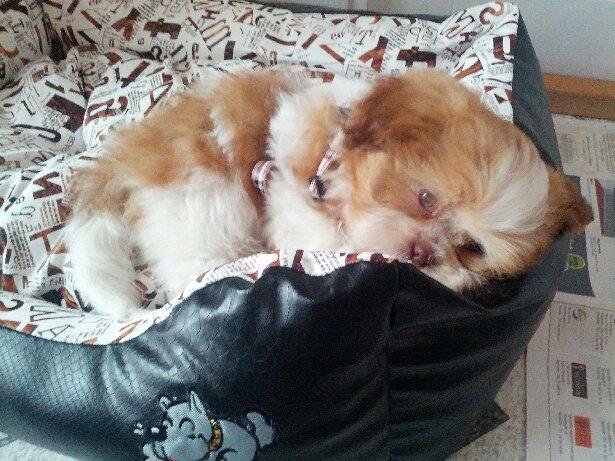 Shih tzu Bella - Den lille trætte prinsesse billede 4