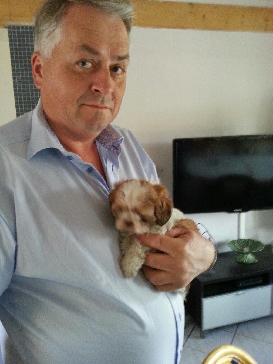 Shih tzu Bella - Sammen med far hos kennelen. ca. 6 uger  billede 5