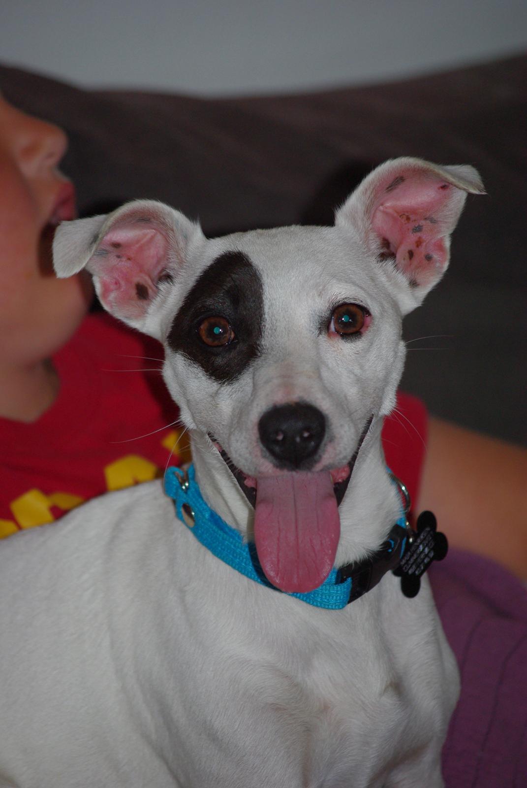 Jack russell terrier Bandit billede 2