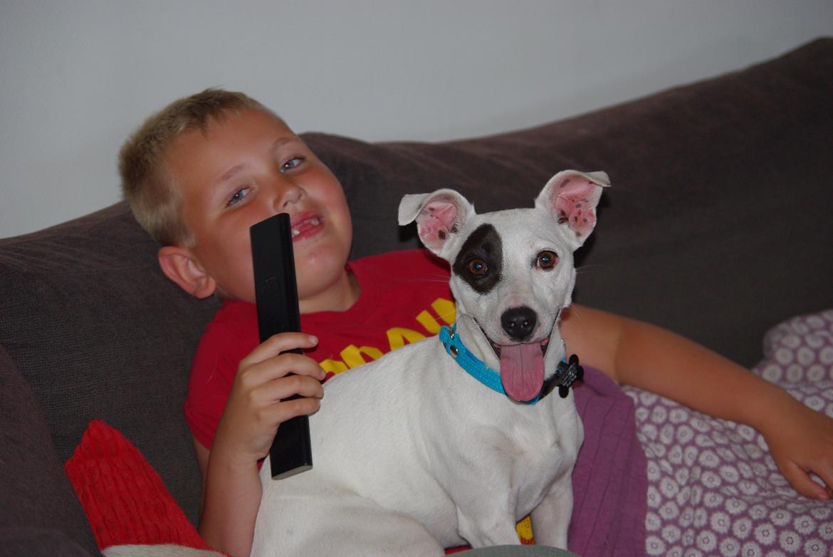 Jack russell terrier Bandit billede 3