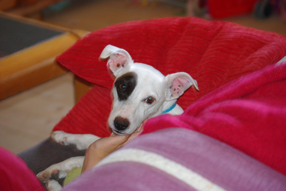 Jack russell terrier Bandit billede 4