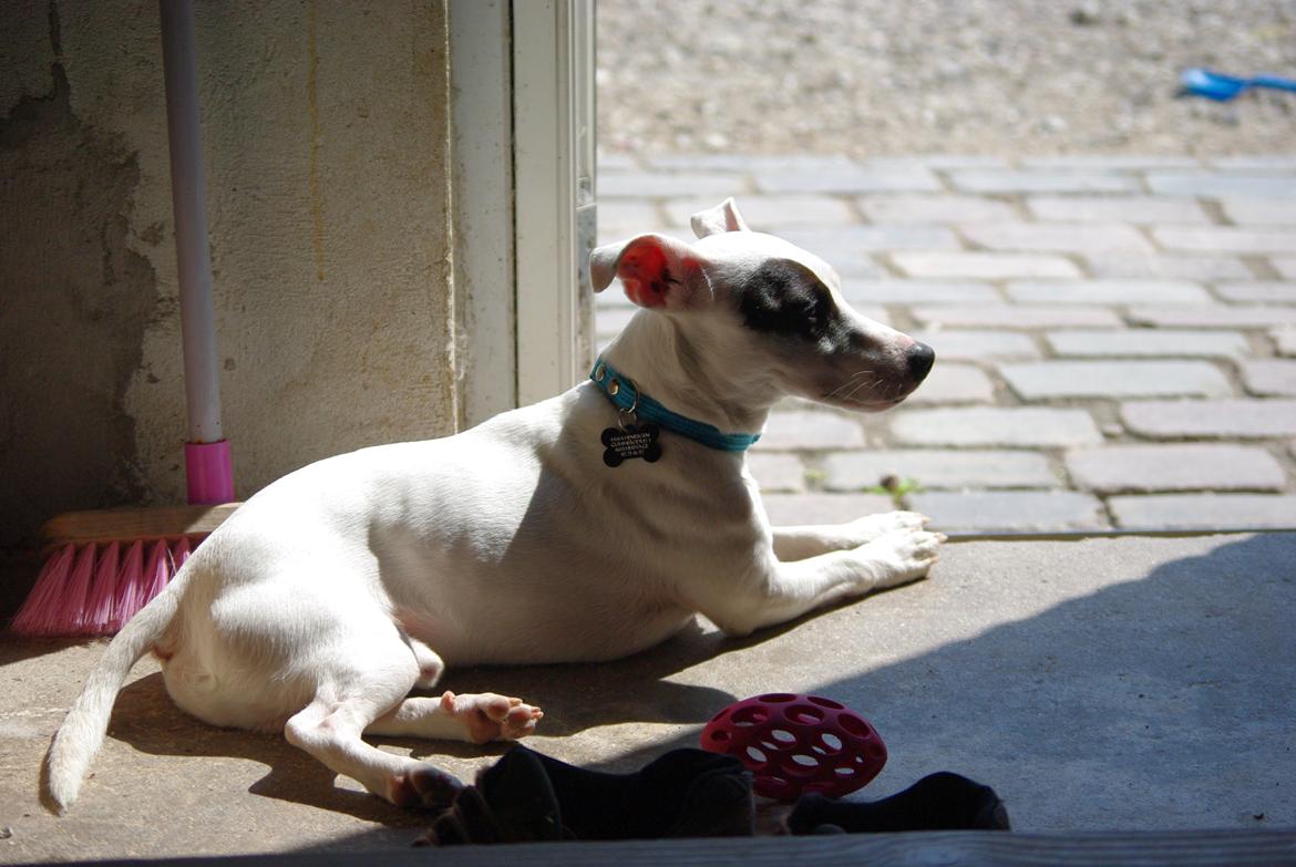 Jack russell terrier Bandit billede 5