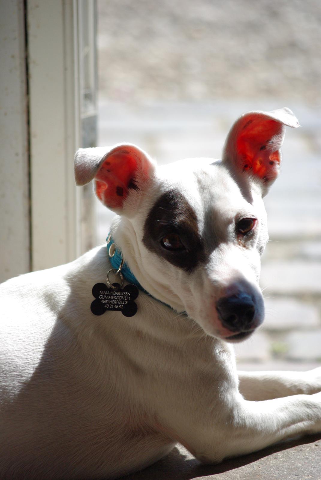 Jack russell terrier Bandit - Charmetrold billede 1