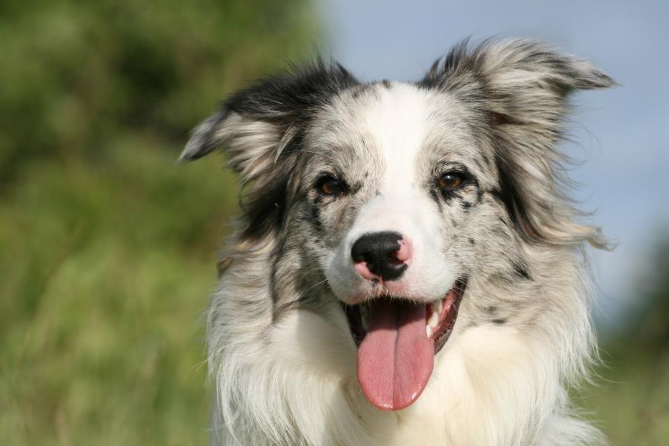 Border collie Tumle billede 1