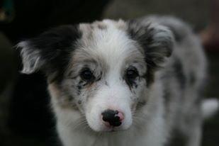 Border collie Tumle billede 2