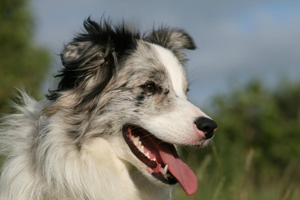 Border collie Tumle billede 3