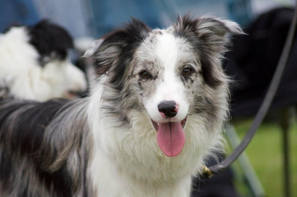 Border collie Tumle billede 4