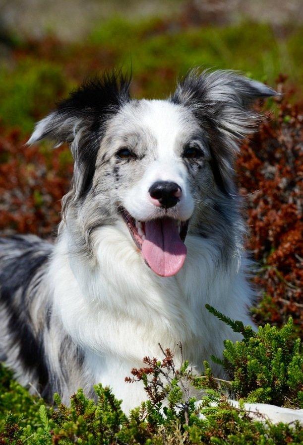 Border collie Tumle billede 5