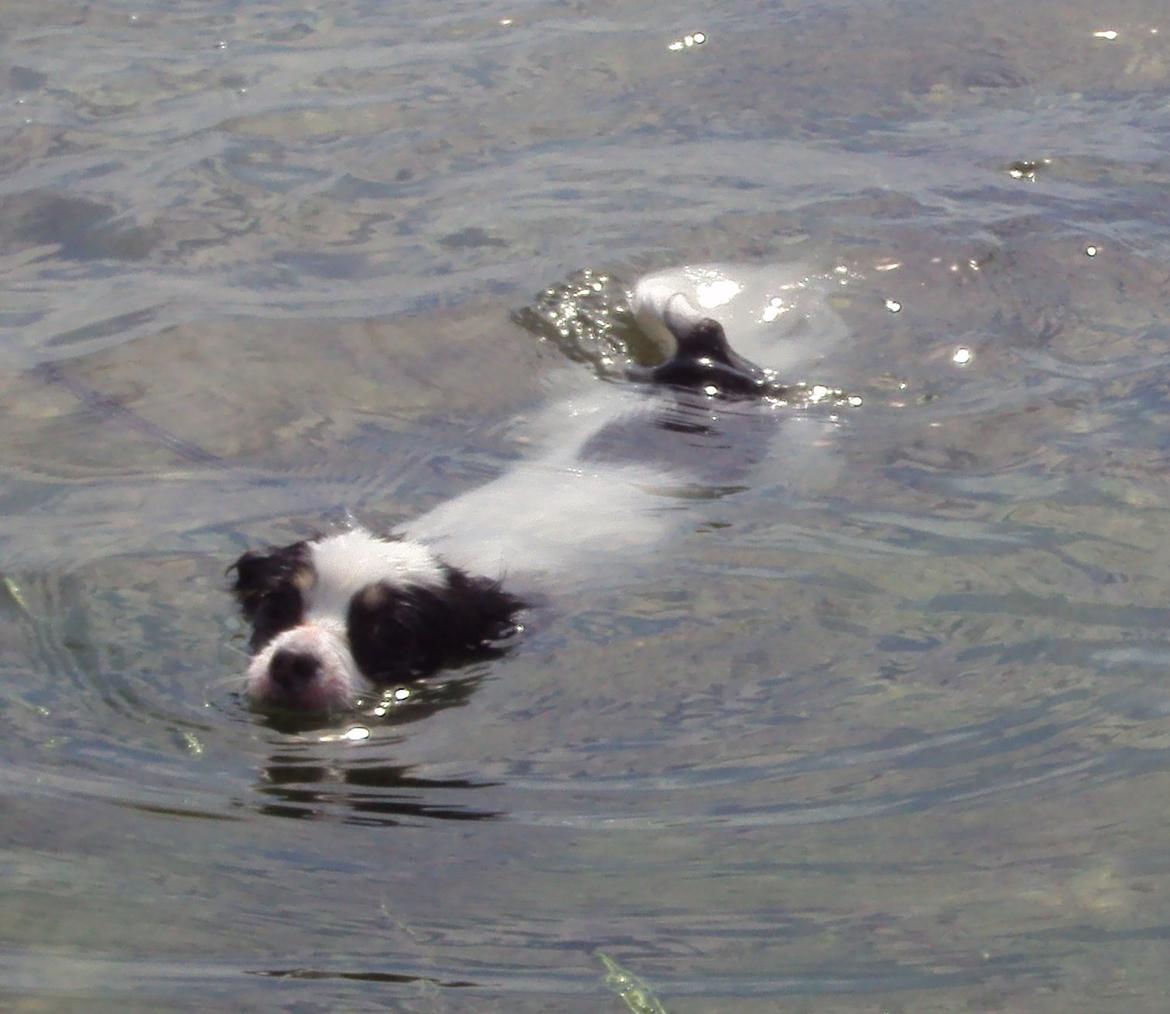 Blanding af racer Coco - En dejlig svømmetur i havet billede 13