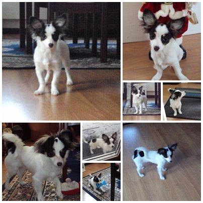 Blanding af racer Coco - Som hvalp :) billede 16