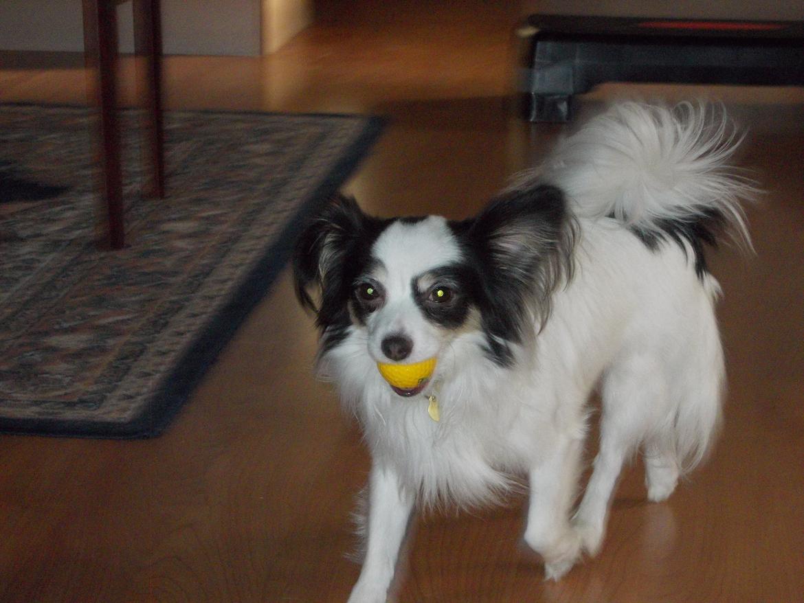 Blanding af racer Coco - Weee en der gider at lege med mig  billede 8