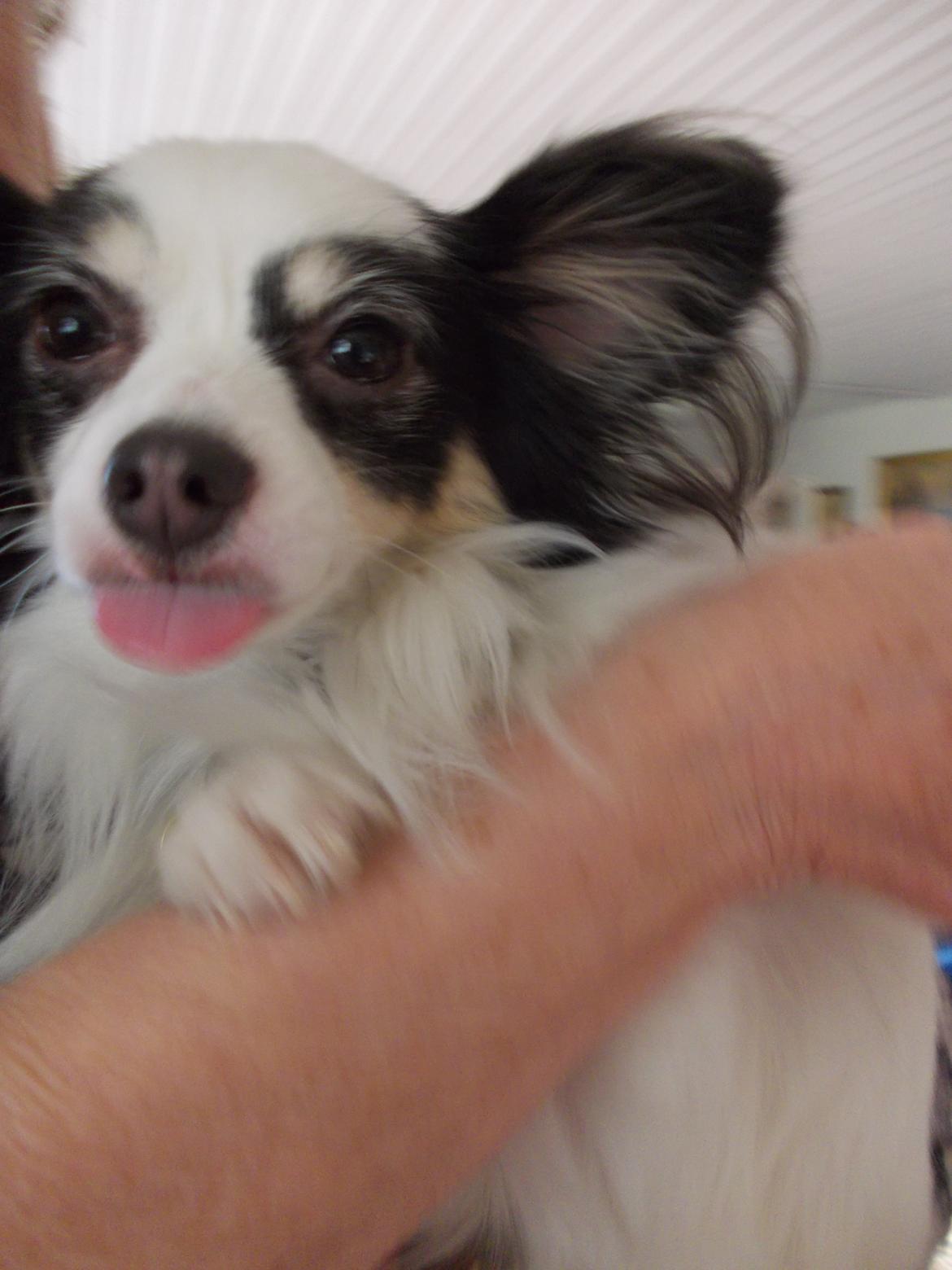 Blanding af racer Coco - Jeg er lidt fræk nogle gange  billede 9