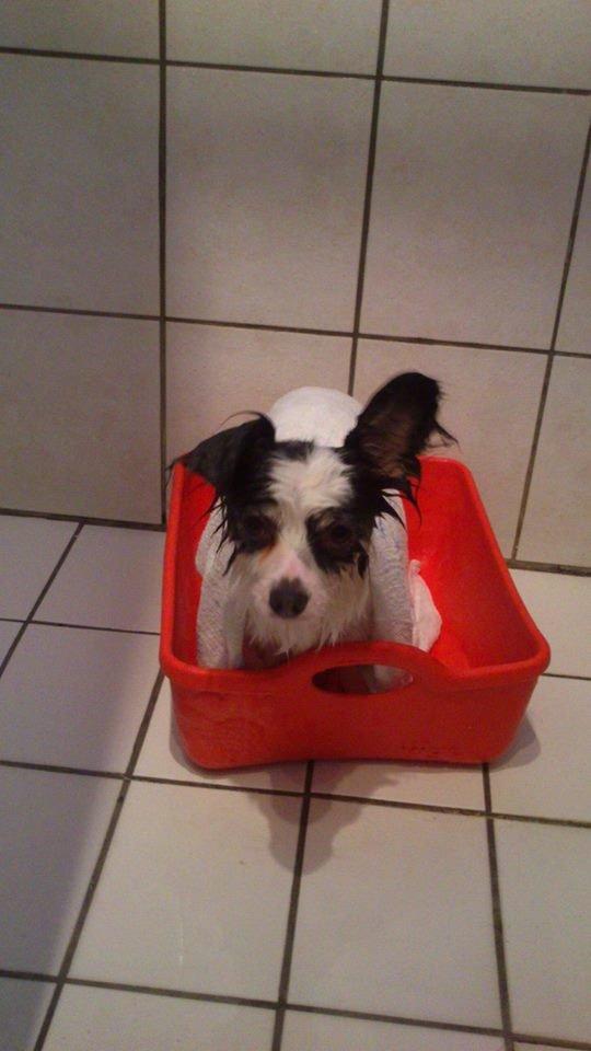 Blanding af racer Coco - Et bad skal der altid være plads til :D billede 14