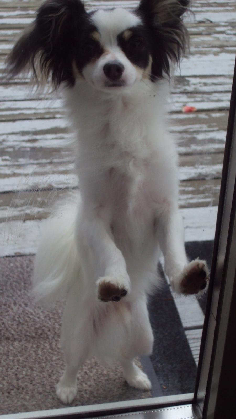 Blanding af racer Coco - JEG VIL IIIIINNNNDDD :D billede 15