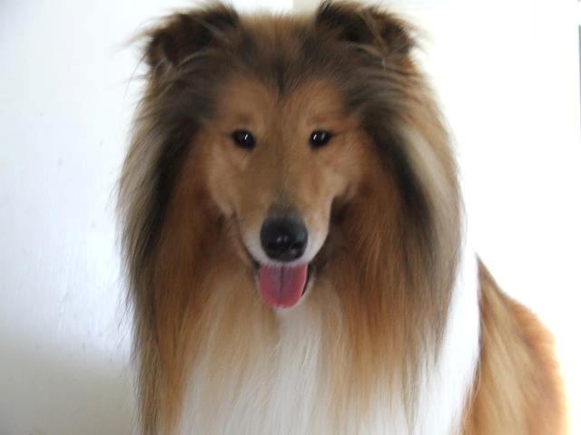 Collie langhåret Tvingsfields Kiss Me Now (Aiko) billede 21