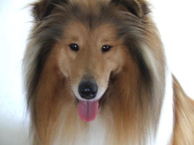 Collie langhåret Tvingsfields Kiss Me Now (Aiko) billede 22