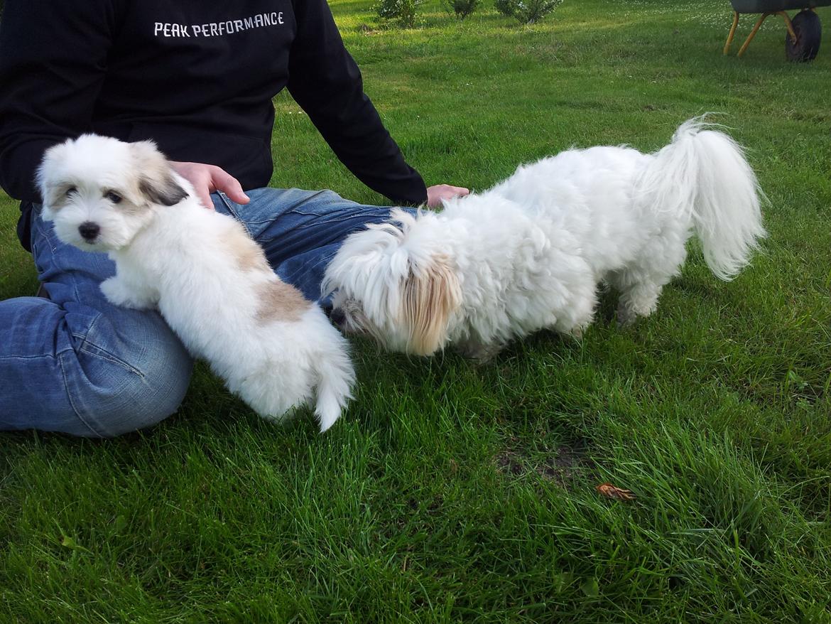 Coton de tulear Jolene Jolene - Første dag med mødet af Bounty, lidt overvældende.. billede 14