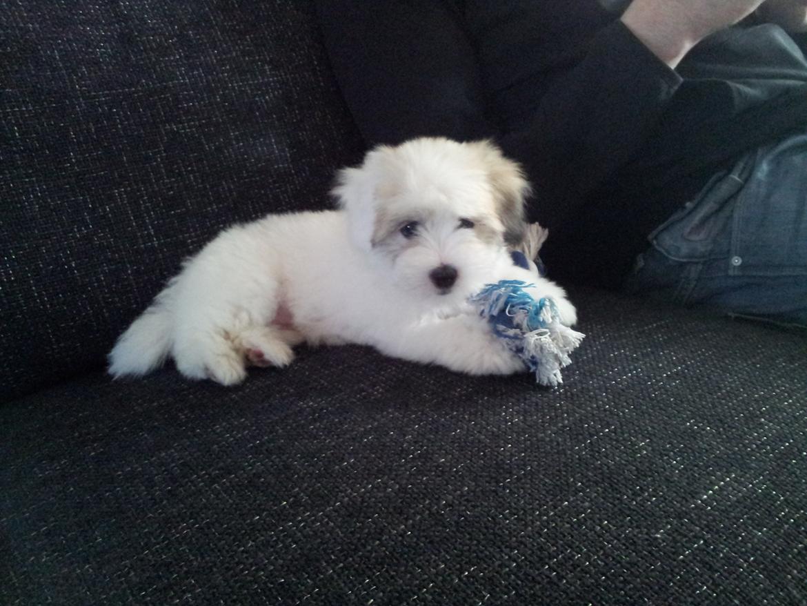 Coton de tulear Jolene Jolene billede 4