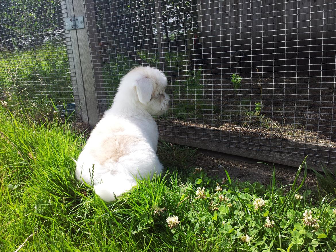 Coton de tulear Jolene Jolene - Der er meget man skal udforske som lille. Hun har et stort jagtinstinkt. billede 5