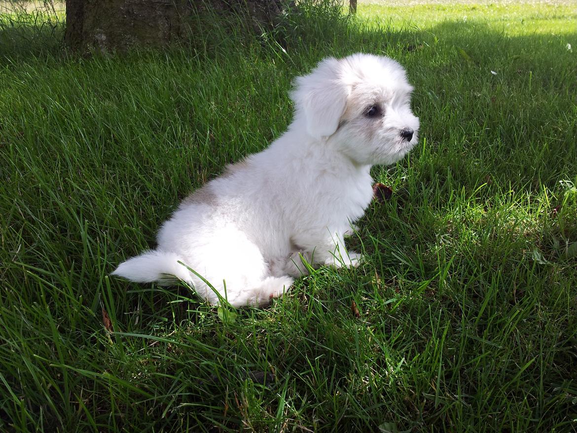 Coton de tulear Jolene Jolene billede 6