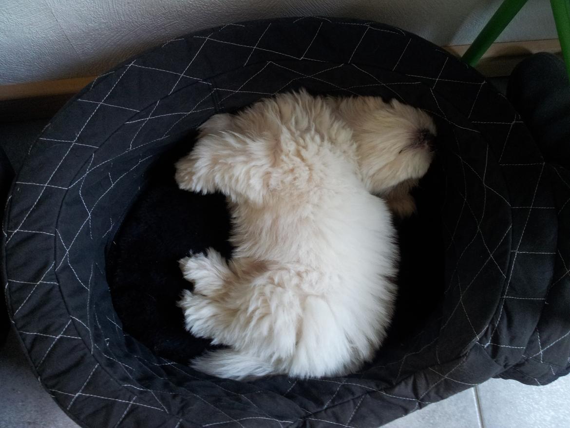 Coton de tulear Jolene Jolene billede 7