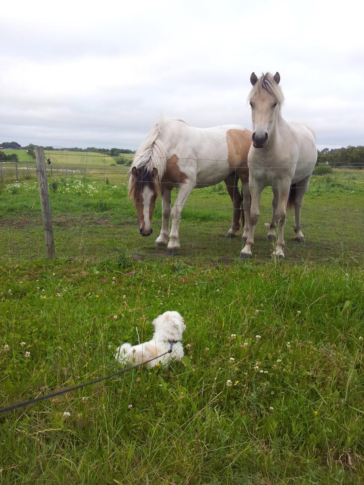 Coton de tulear Jolene Jolene billede 8