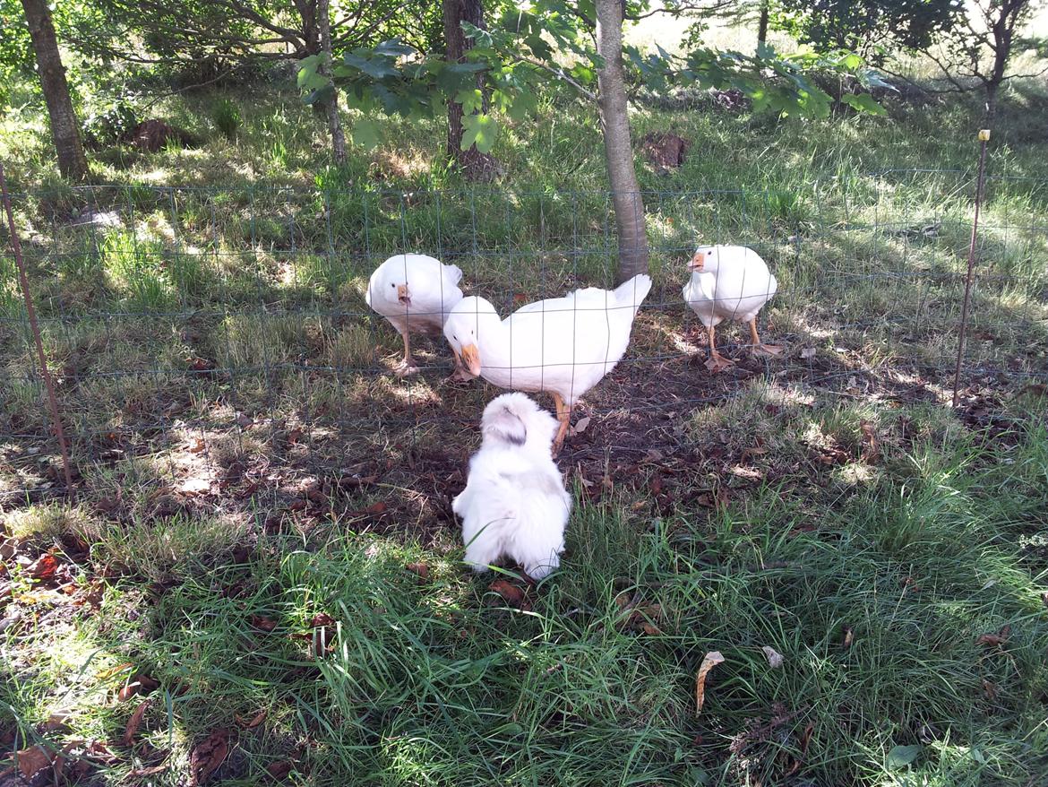 Coton de tulear Jolene Jolene - Hun har en forkærlighed for gæs i haven. Hun kan ikke lade dem være, jeg tror godt hun kan vente sig hævn fra dem senere... billede 9