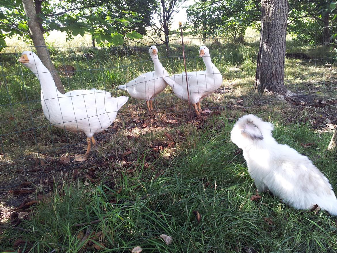 Coton de tulear Jolene Jolene billede 10