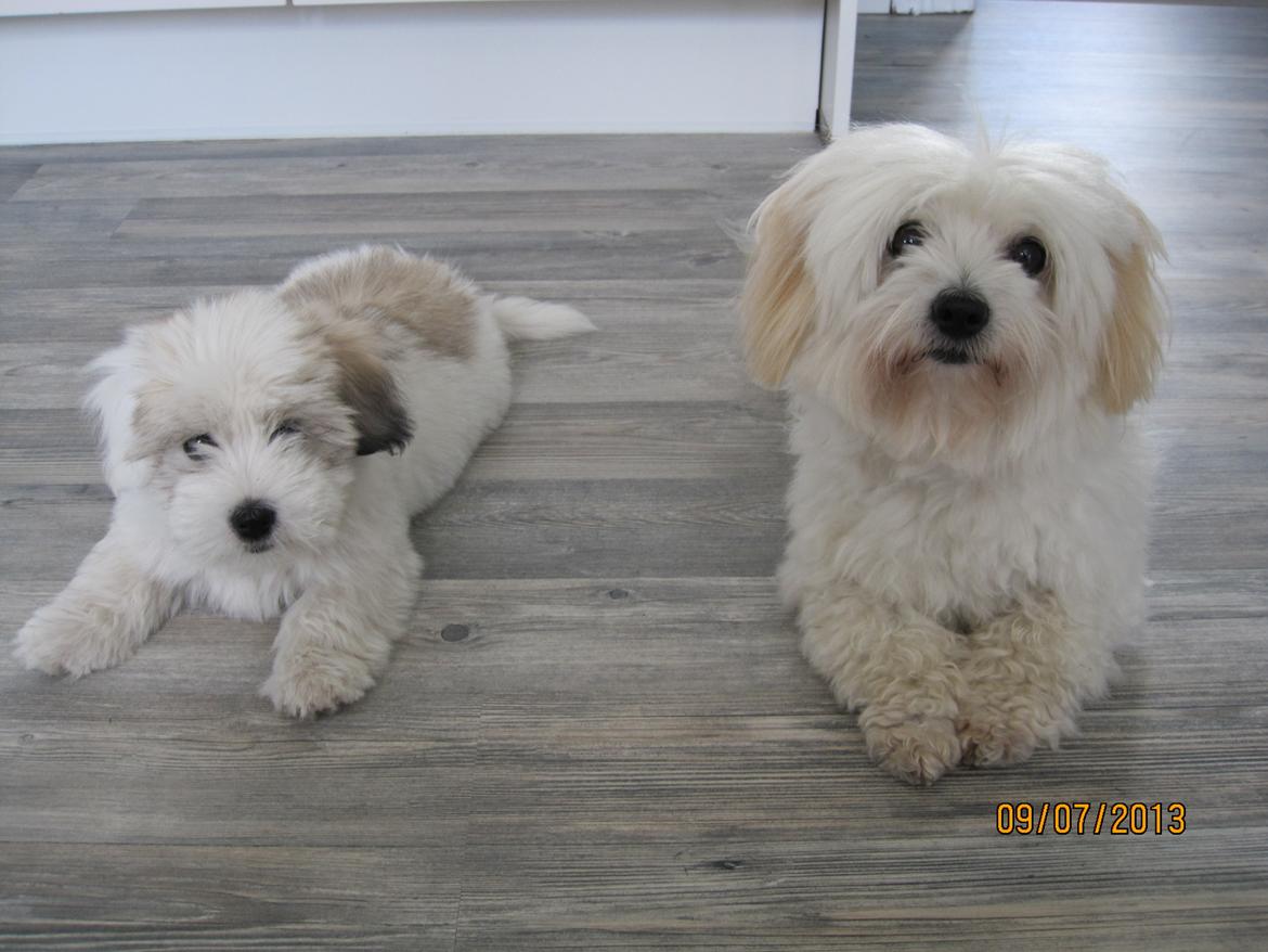 Coton de tulear Jolene Jolene billede 12