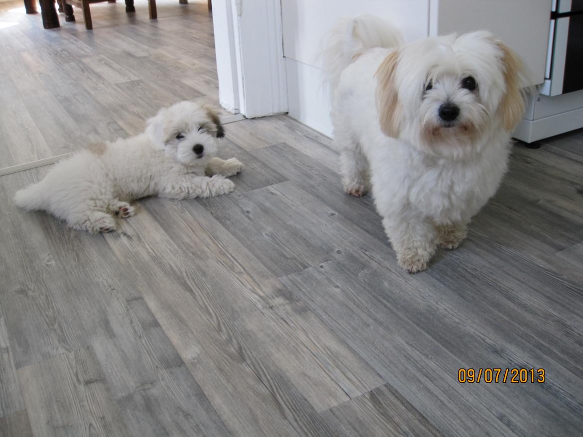 Coton de tulear Jolene Jolene billede 13